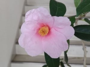 2026年2月28日　太郎冠者1